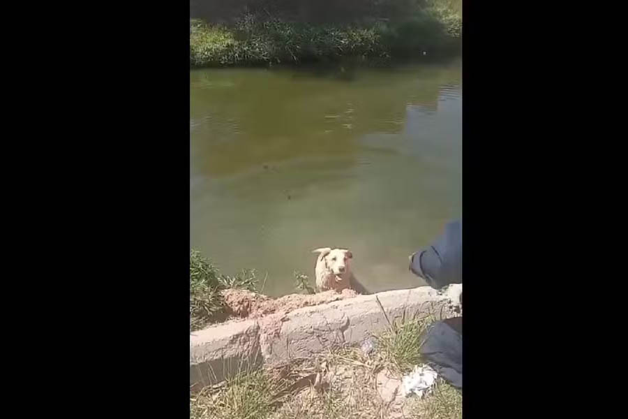 Agentes da Guarda Civil resgatam cachorro em rio no município de Iguaba Grande-RJ