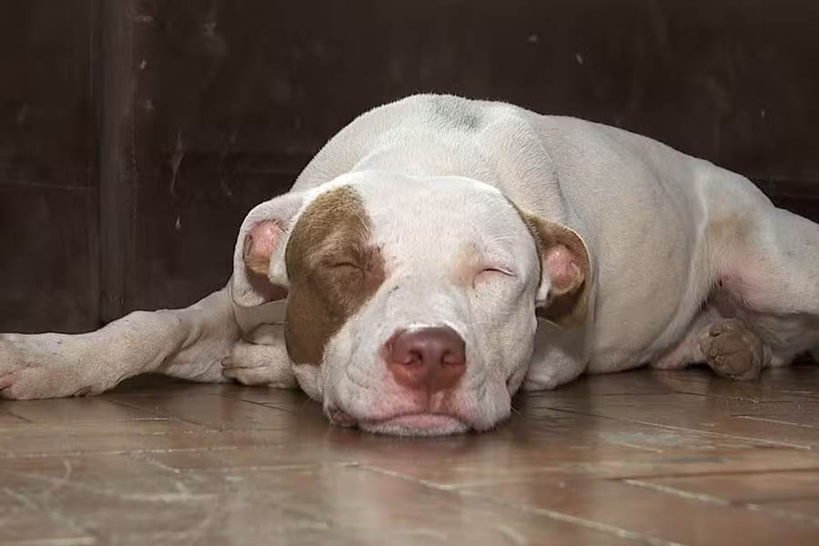 Pitbull solto em São Pedro da Aldeia-RJ assusta moradores e faz policiais se abrigarem em viatura