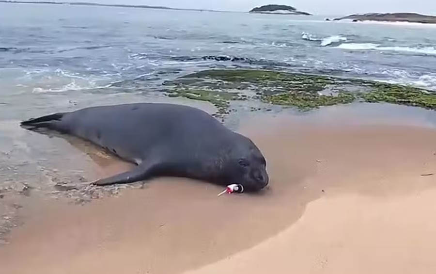 Elefante-marinho com anzol e boias presos mobiliza resgate em Macaé-RJ