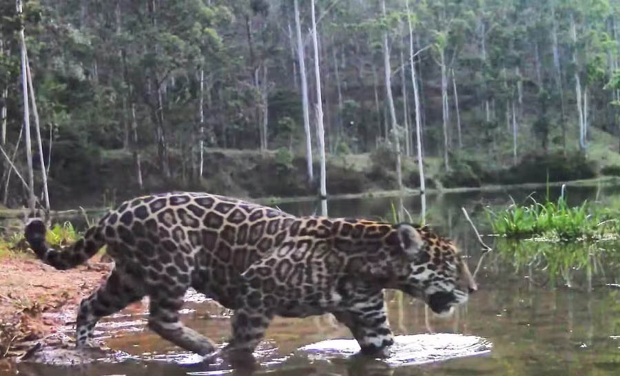 Novos registros da onça-pintada no RJ mostram o felino se refrescando em rio