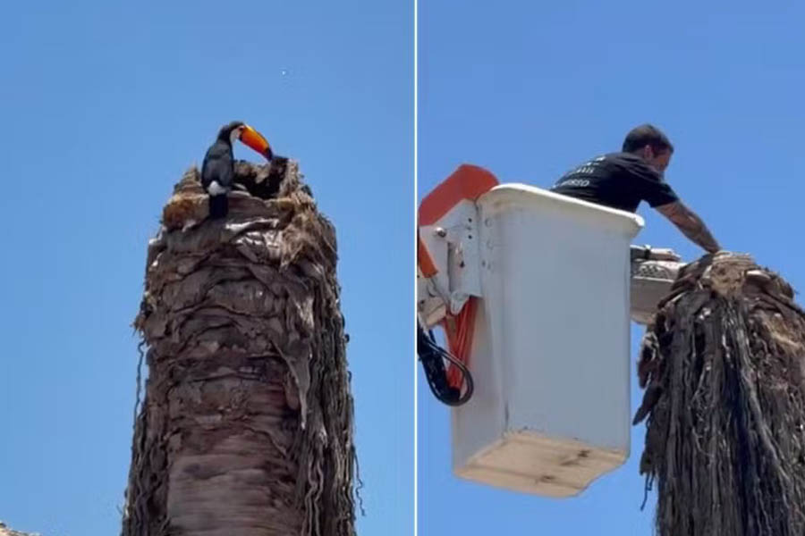 Filhotes de tucano são resgatados após caírem de ninho em Búzios-RJ