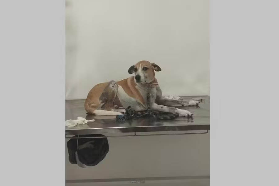 Cachorro comunitário é encontrado morto em ponto turístico em Saquarema-RJ