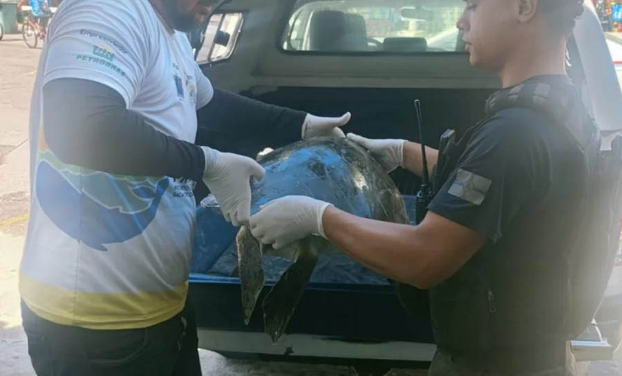 Ação conjunta garante atendimento a tartaruga encontrada na areia em Arraial do Cabo-RJ